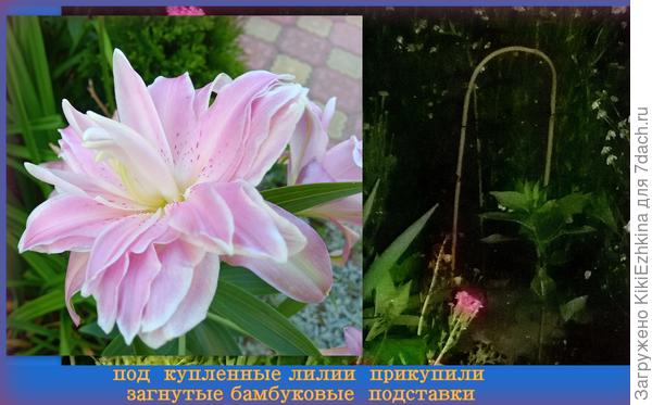 Опыт показал,что подставки достаточно устойчивы, мы к ним подвязали стебли лилий...