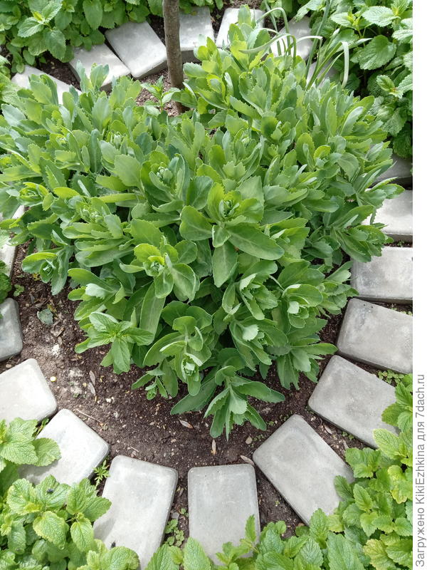 Видный очиток к  середине мая...