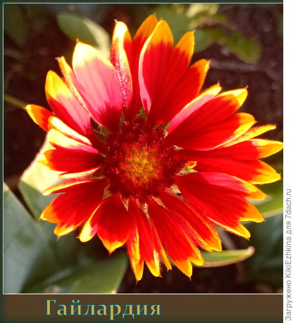 Чем  дальше  цветёт,  тем  меньше  вырастают цветки