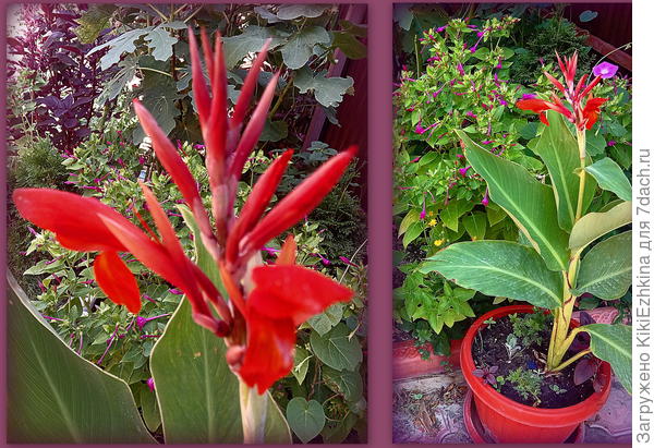 Самая  первая  зацвела канна, которую  пересадила  первой  в большой вазон... Сейчас  ещё одна - другого сорта набирает цвет...