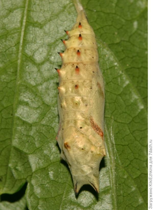 шипы  совершенно другие...