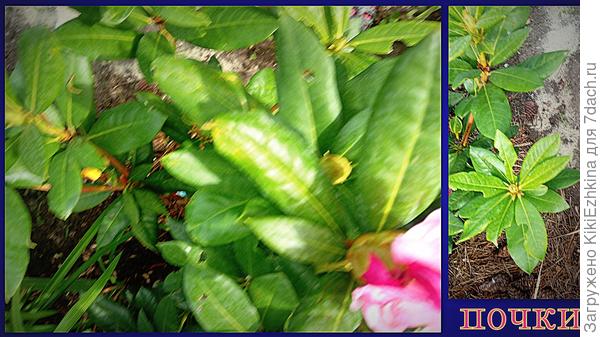 видно  почки тут