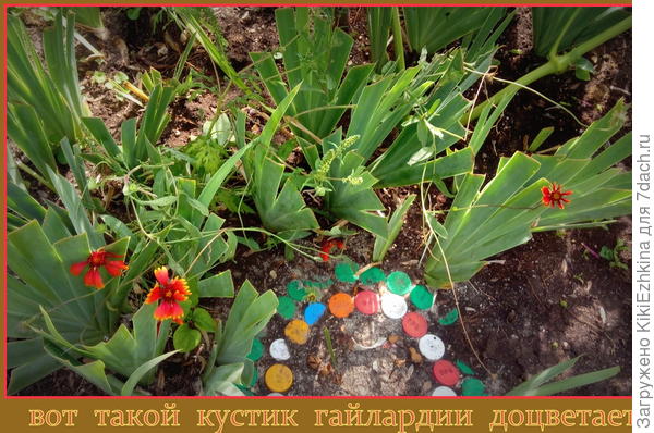 Вот  в  каких  жутких условиях оказался  росток...  Даже  не  ясно-где  его  розетка...