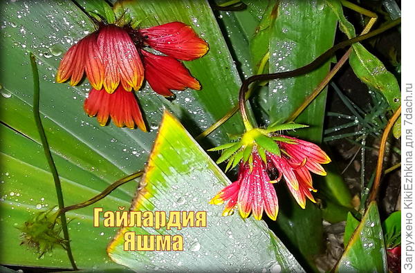 Буквально  ползает  среди кустов остриженных после цветения ирисов.... Стебли лежачие  длинные  безжизненно   как бы  немощно разбросанные