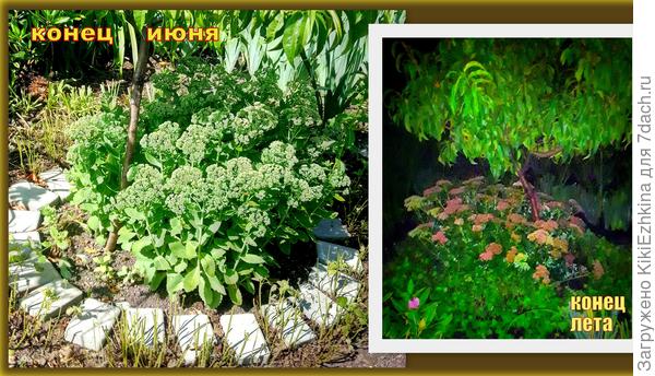 Не могу мимо его пышных шапок равнодушно проходить- обязательно щёлкну! :)