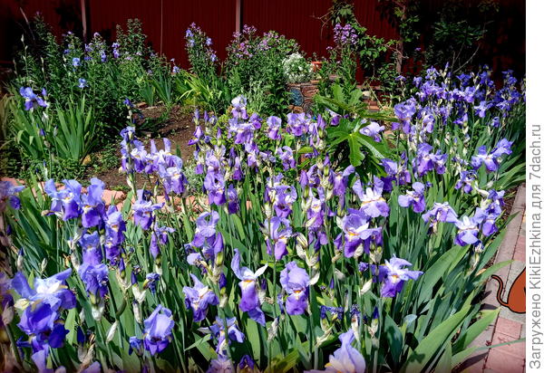 я их  в это лето чуть-чуть проредила...