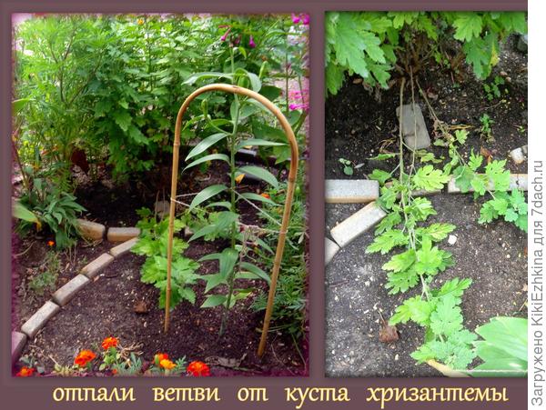 Две  ветки были бодрыми ещё , а одна уже точно отпала!