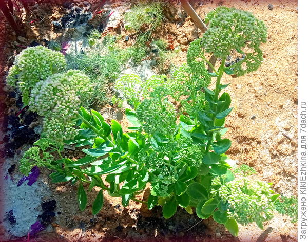 Этот  молоденький у меня настоящий  путешественник со стажем: как всегда родился из   случайного отломленного кусочка,приткнутого на горке-улитке... При реформировании на горке  перенесён был на её  вершину, красовался на ней  полсезона.  Потом пришла  новая  идея  реогранизации на горке - перенесла его на голую глину под молодой инжирчик - за  ограду сада... Очиток-абсолютный  символ  жизнелюбия!