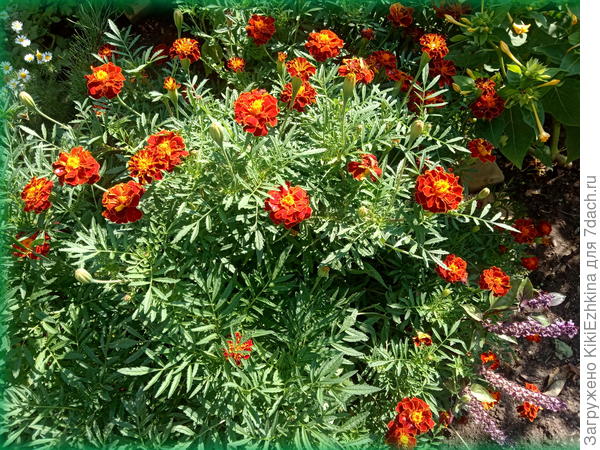 Любуюсь - не нарадуюсь!