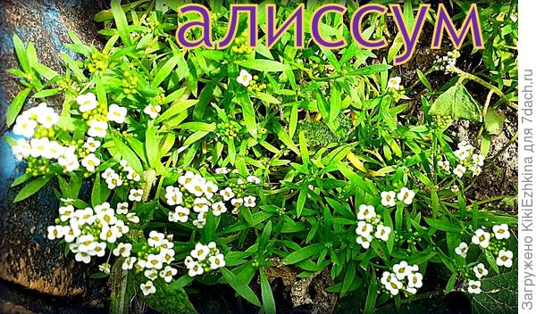 Из всего  посева  Алиссума  дожил пока  единственный  росток  на переделываемой  горке-улитке...