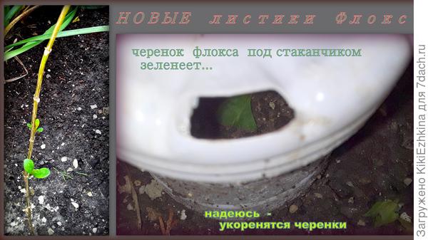 Высадила по знойной жаре черенки, были рекомендации поливать несколько раз на день... Поливали  прямо по  стаканчикам и  вокруг, надеюсь и в  дырочки залетало наше дождевание... Надеюсь-укоренятся...