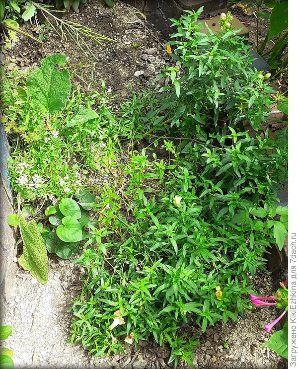 В тени оказался совсем без цветов. Пришлось убрать несколько ветвей-открыть львёнка для солнца. Тут же оказался возросший-таки алиссум.