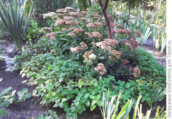 Кажется на сей раз и растут и цветут стандартно...