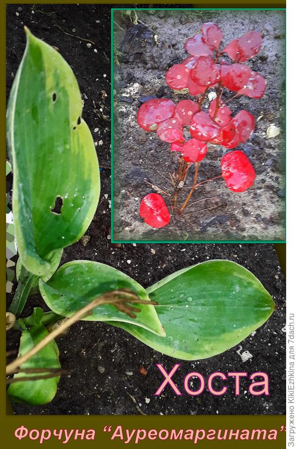 Подписала  хосточку вашу  как Форчуну,т.к.  на  Ауреамаргинату  листики очень  похожи... Хотя  ,возможно,я и  ошибаюсь... :)