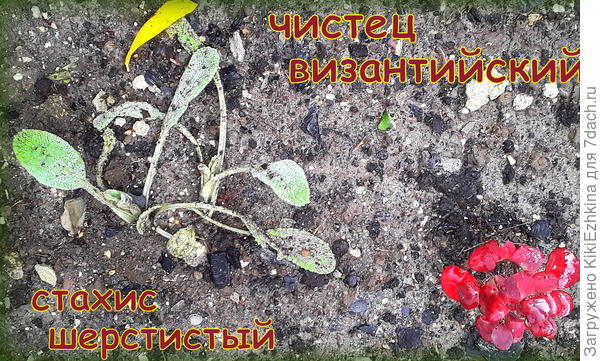 Мои  подарочные  новички :  Чистец и Барбарисик...