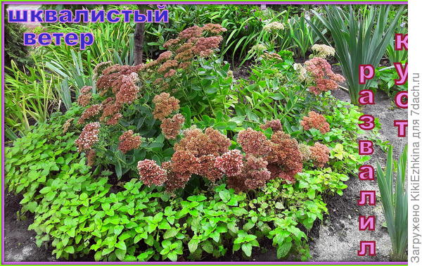 Как  вам  нравится  мой любимый  красавчик? Такая  красивая  стояла шапка цветоносов и вдруг  такой  разлом!