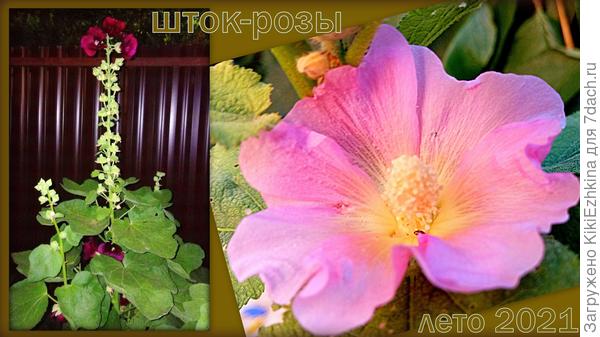 Самые простые (не махровые), да и расцветка заурядная- розовая... Однако, очень мило смотрелись в саду этим летом...