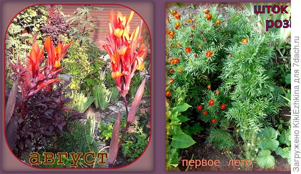 Канны-новички этого лета, а шток-розы-  подростки на  следующий  сезон. Каким  цветом  зацветут-неизвестно...