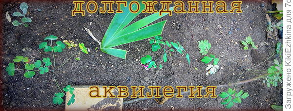 И хотя  цветения  я  пока не видела,однако сам вид этих  листиков уже очень радует и вселяет надежду на цветение в следующем году...