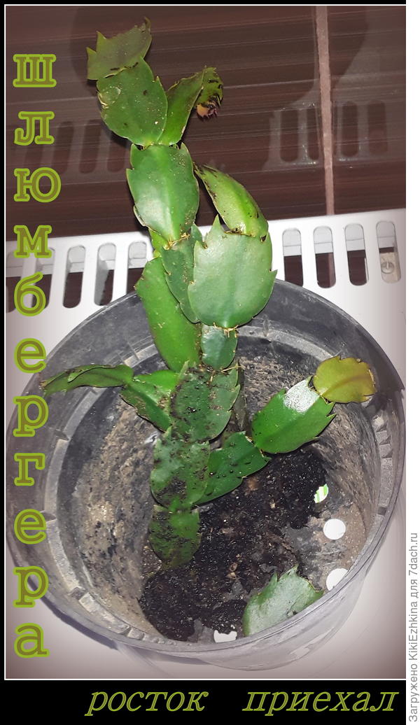 Надеемся эта шлюмбергера  покажет нам свои белые  цветочки!