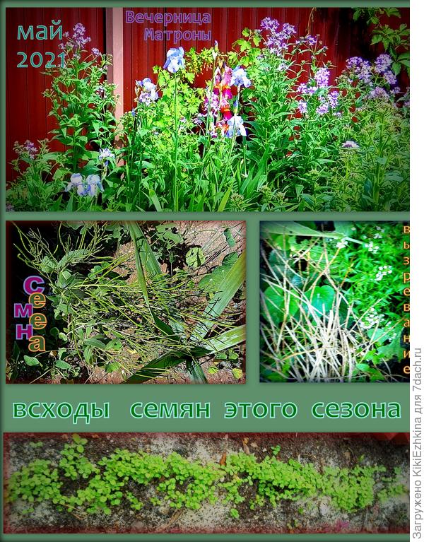 весна - лето -осень:   Вечерница Матроны