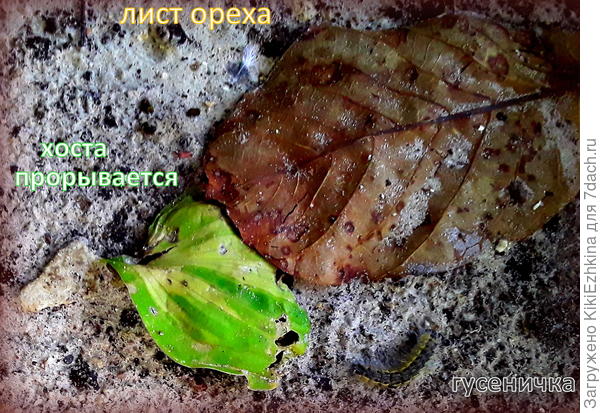 Надеялась я,что высаженные  хосты  выстоят в  нелёгкой  борьбе- и оказалась права... Одна  из двух хост уже проклюнулась,хотя пока и страдает. На днях   доберусь- подрыхлю  вокруг... Надеюсь , ей  это понравится...