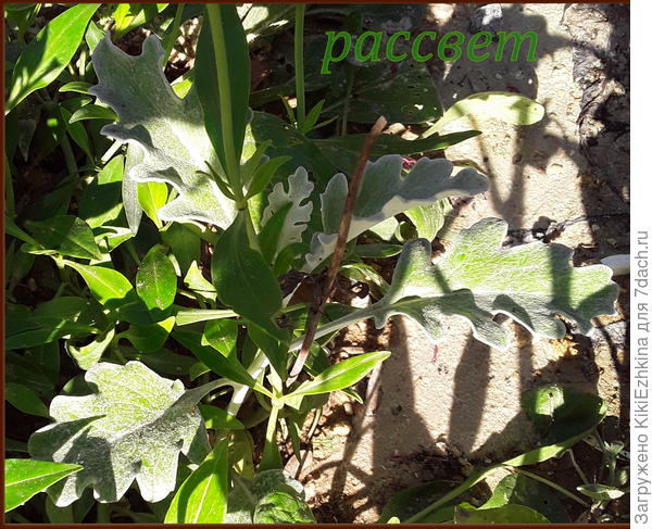 Так   мои  припозднившиеся  Цинерарии  выглядят к 16 сентября!