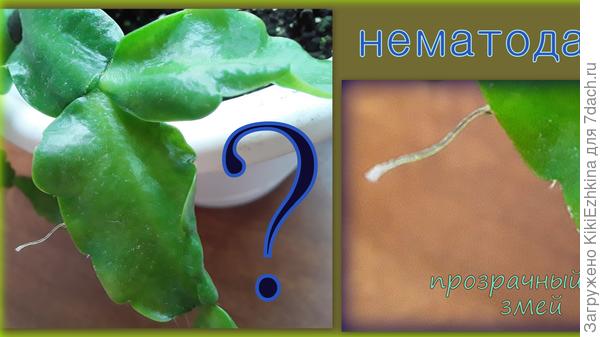 Ну  ведь правда же не  мучнистый  червец?