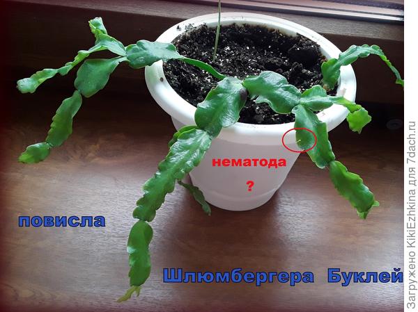 как  вычистить изнутри  растения?