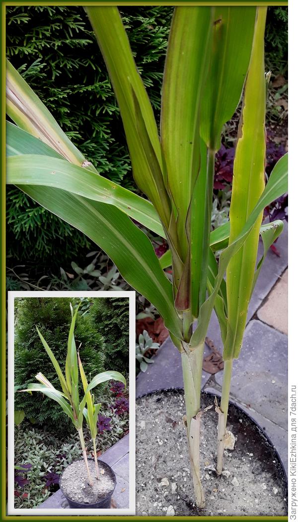 И  что же  это  за  злаки?