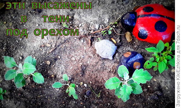 Как  видите -  степень развития  очевидно разная...