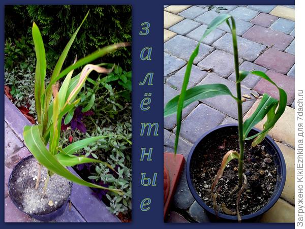 Выкапываю и  отдельно отсаживаю- чтобы  посмотреть во что это вырастет... Семена выбрасывает моментально- только успеваю обрывать  метёлочки!