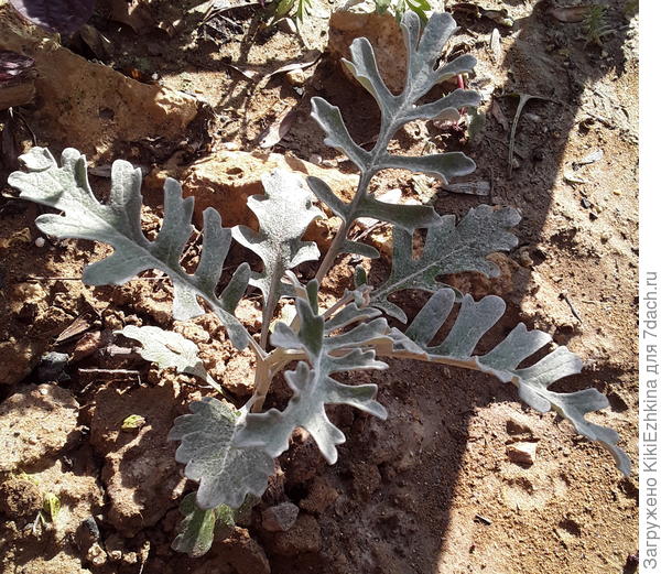 Долго очень я  ожидала, когда же  листики наконец-то станут явно разрезанными и седыми... Видимо,  тут для них более солнечное место, чем в остальных местах,  куда я их рассадила