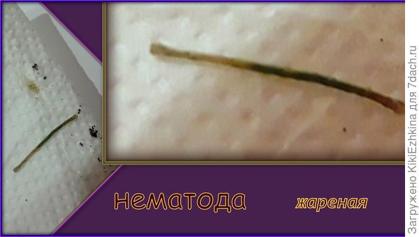 Загорелая под феном,но всё ещё живая  Нематода!