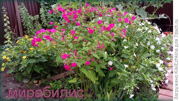 И  вот такие  заросли по всем углам сада...