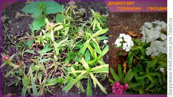 Чисто  технический  вопрос: какие выбрать побеги и  в каких местах их лучше пришпиливать?