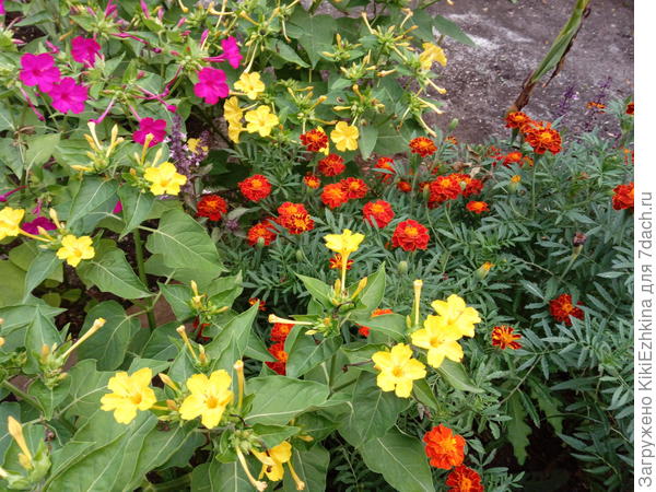 Эта  расцветка  бархатцев- моя  самая  любимая с  коричневыми листиками по юбочке...