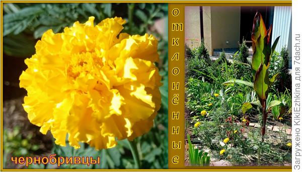 Не смогла установить их названия. Возможно:  Аура жёлтая...