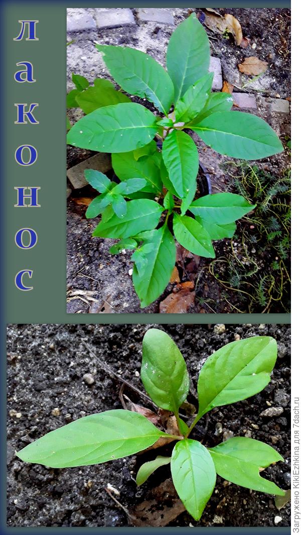 Всё  переживаю я   про медленное развитие  своих сеянцев...