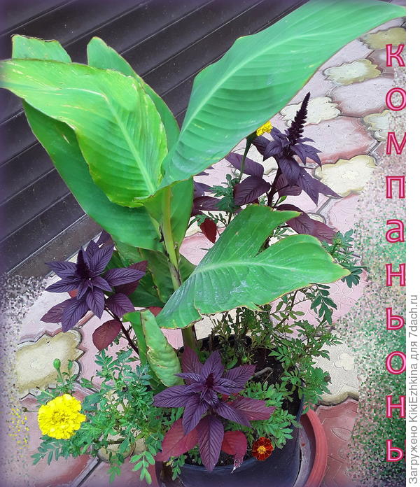 незаменимые в этом году бархатцы , неустановленного сорта (АУРЕА ?)  и   вездесущий  мой  амарант