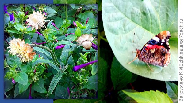 Гелихризум. А  красят ли эти цветы для составления  композиции?