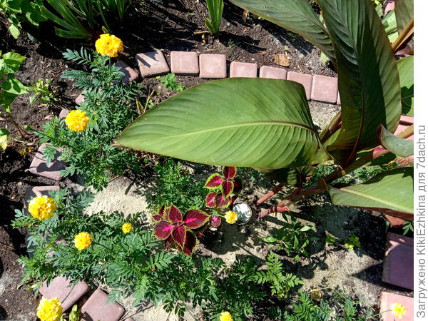 Буролистная  высокорослая  канна,с  цветоносом  выше 180 см