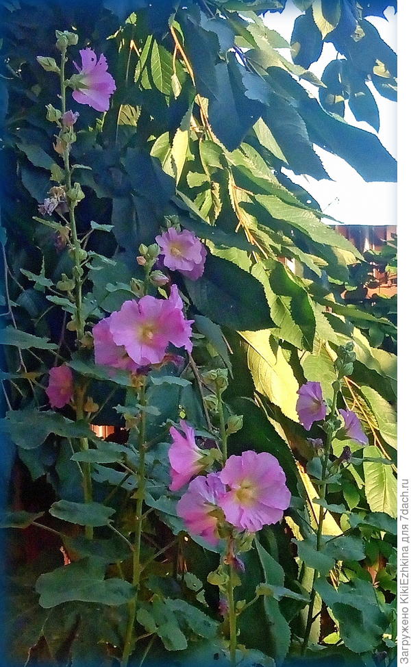 Обычная розовая шток-роза...