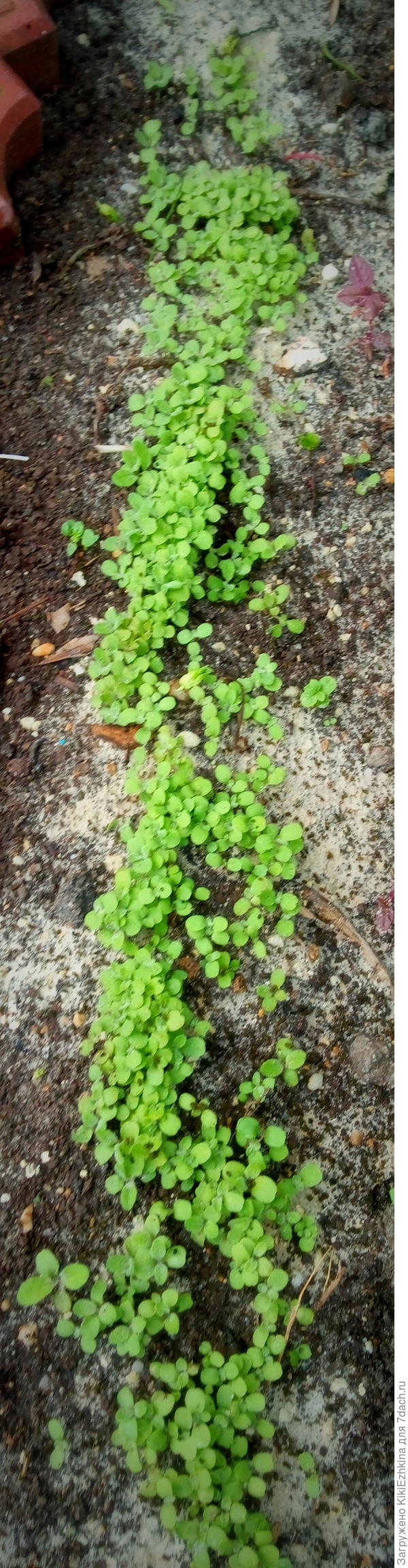 Замечено: семена вечерницы всходят дружно. Сейчас уже есть к 10 см некоторые-вполне годятся для переноса на ПМЖ.