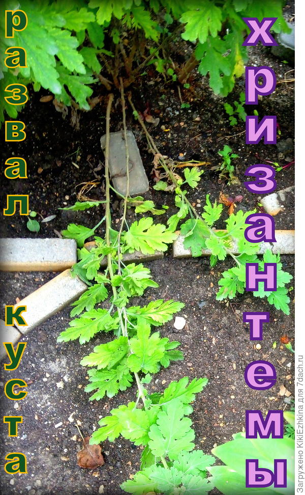 Вот она  моя  ошибка:  вовремя не прищипнула   высокорослую хризантему- и вот он - результат...