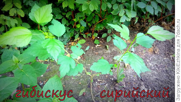 Радует то,что  кустики , хоть и не очень скоро,но всё-таки развиваются...