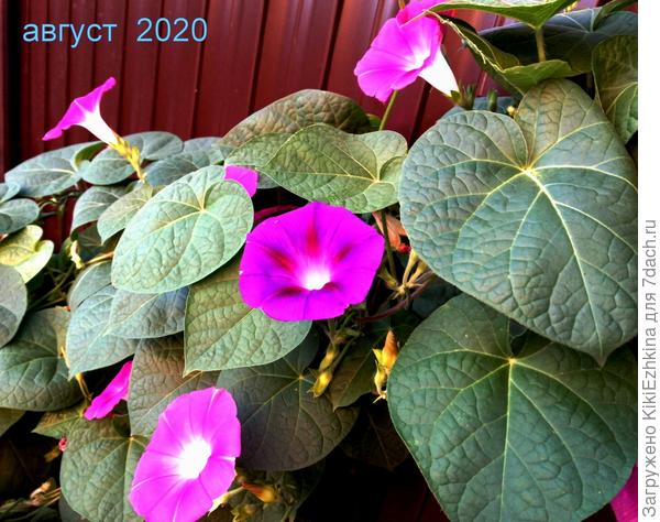 Цветение  лета  2020 года