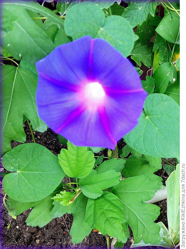 Ипомея   в  конце  августа 2021 года...