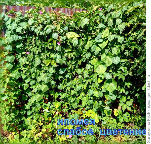 Обидный  результат моих усилий!