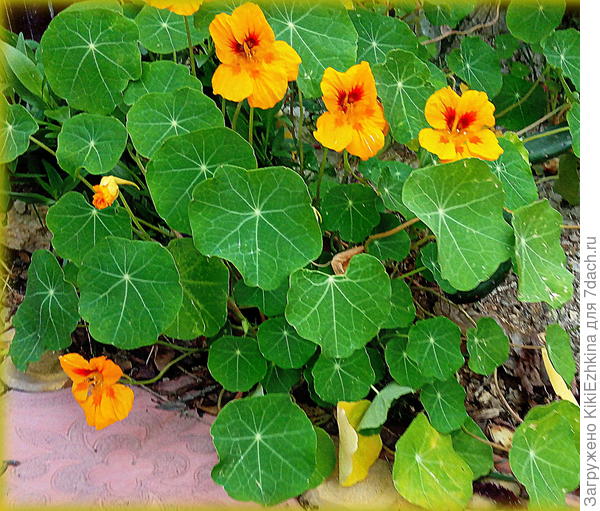 Настурция  прошлого года выдавала мне по 1 цветочку   на кустике... В этом году цветение чуть больше :) Надеюсь  на следующий год  удастся  увеличить интенсивность цветения